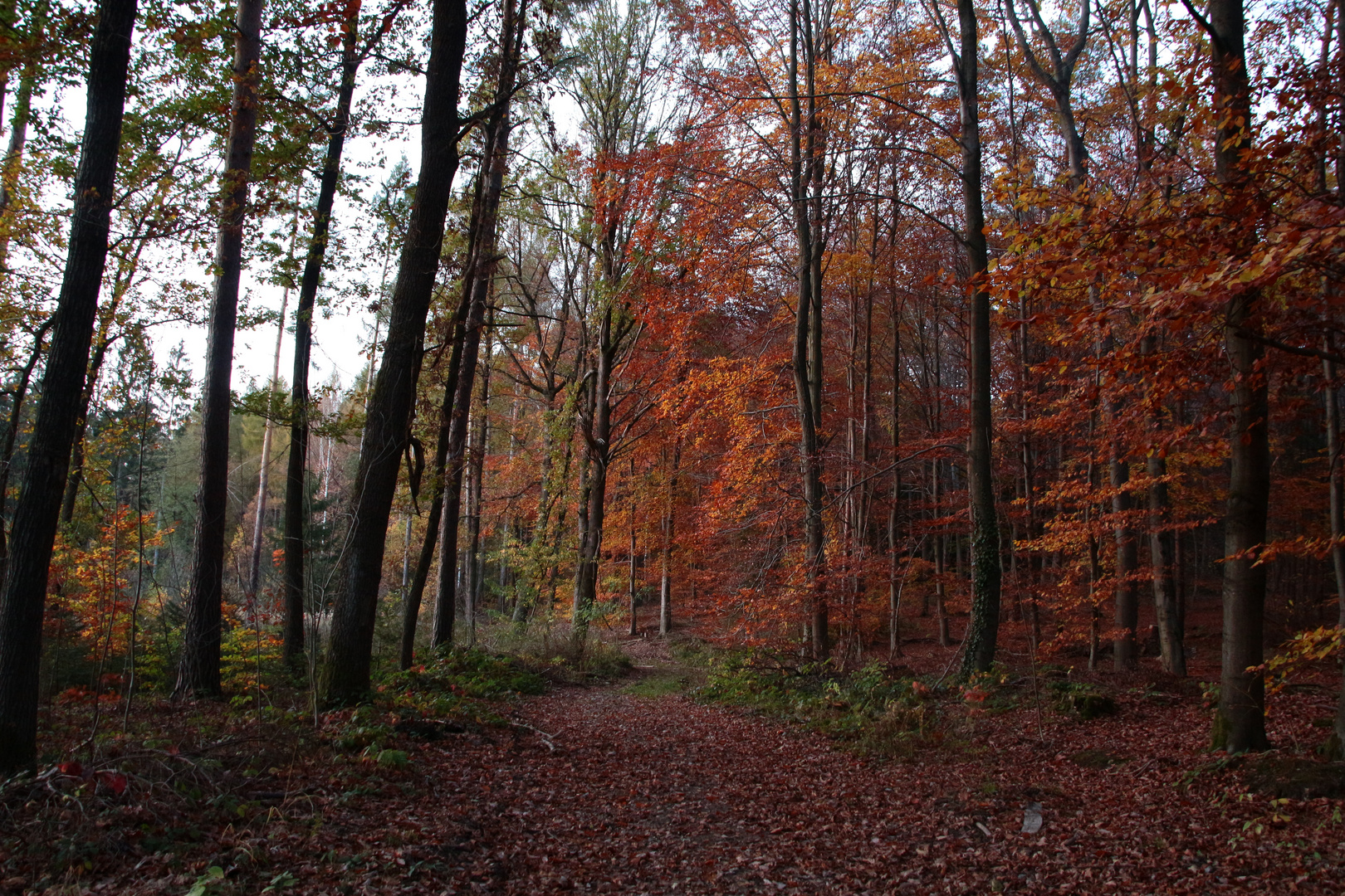 Herbststimmung im Wald