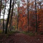 Herbststimmung im Wald