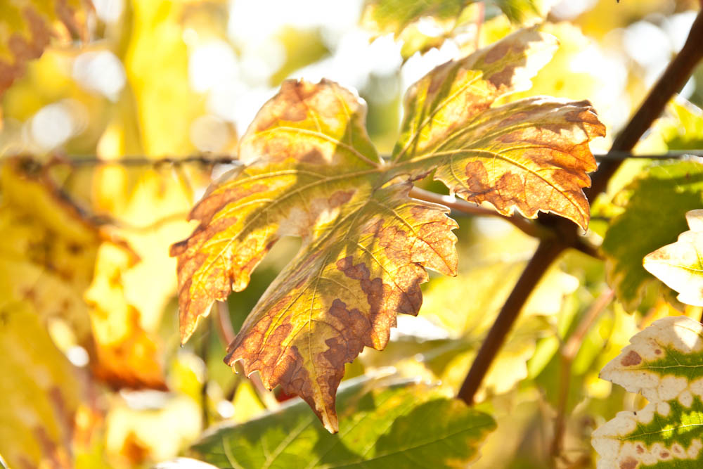 Herbststimmung im Wald