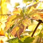 Herbststimmung im Wald