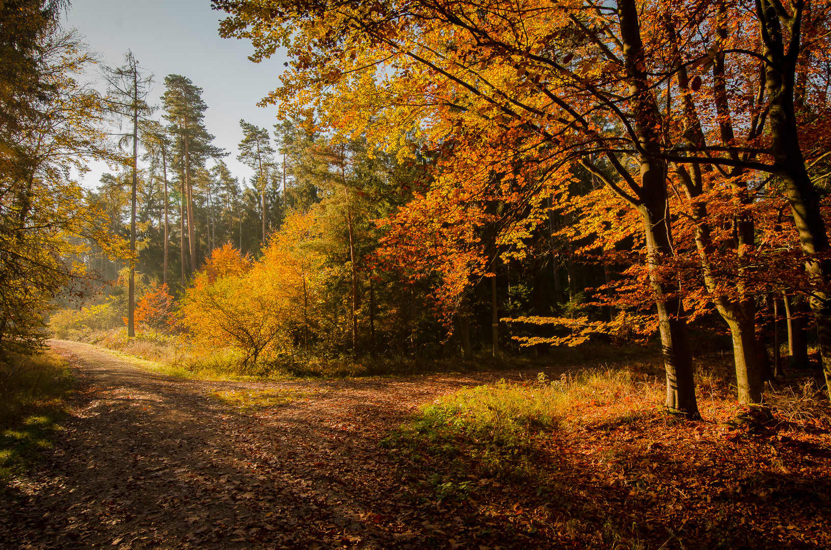 Herbststimmung im Wald