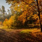 Herbststimmung im Wald