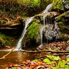 Herbststimmung im Wald