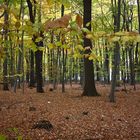 Herbststimmung im Wald