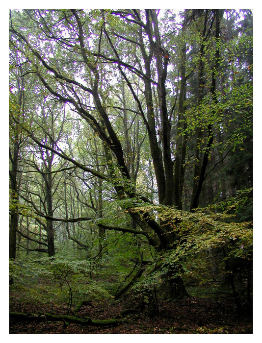 Herbststimmung im Wald