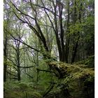 Herbststimmung im Wald