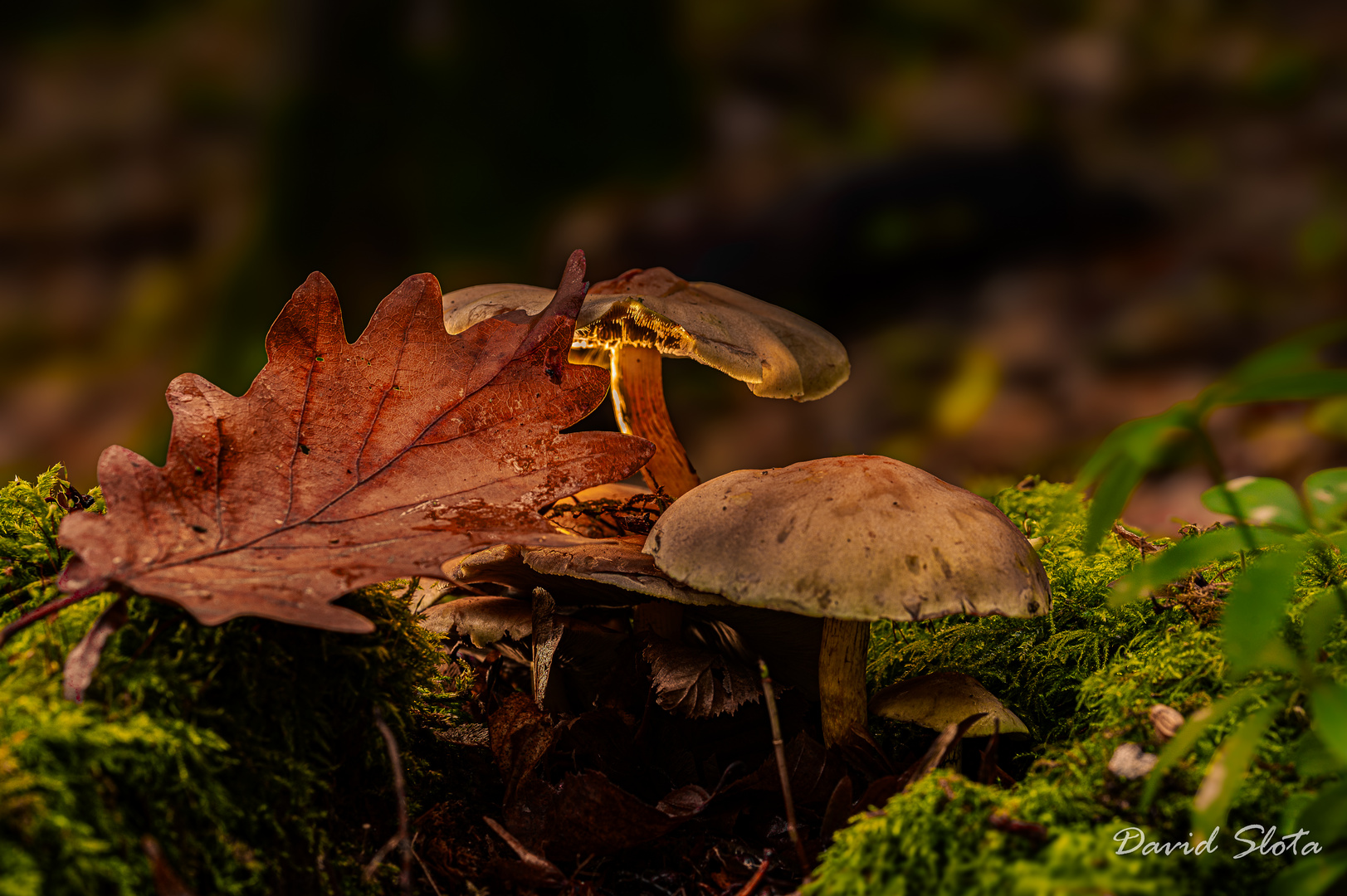 Herbststimmung im Wald