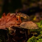 Herbststimmung im Wald