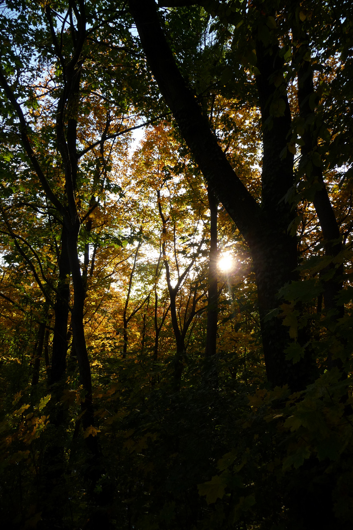 Herbststimmung im Wald