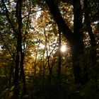 Herbststimmung im Wald