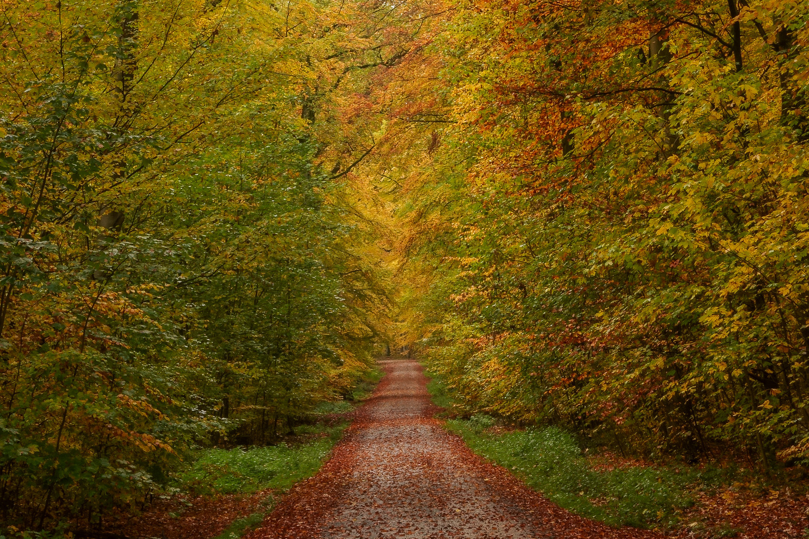 Herbststimmung  im Wald