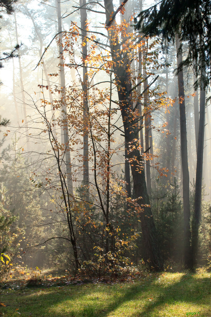 Herbststimmung im Wald