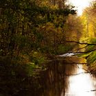 Herbststimmung im Wald  nach dem ersten Sturm