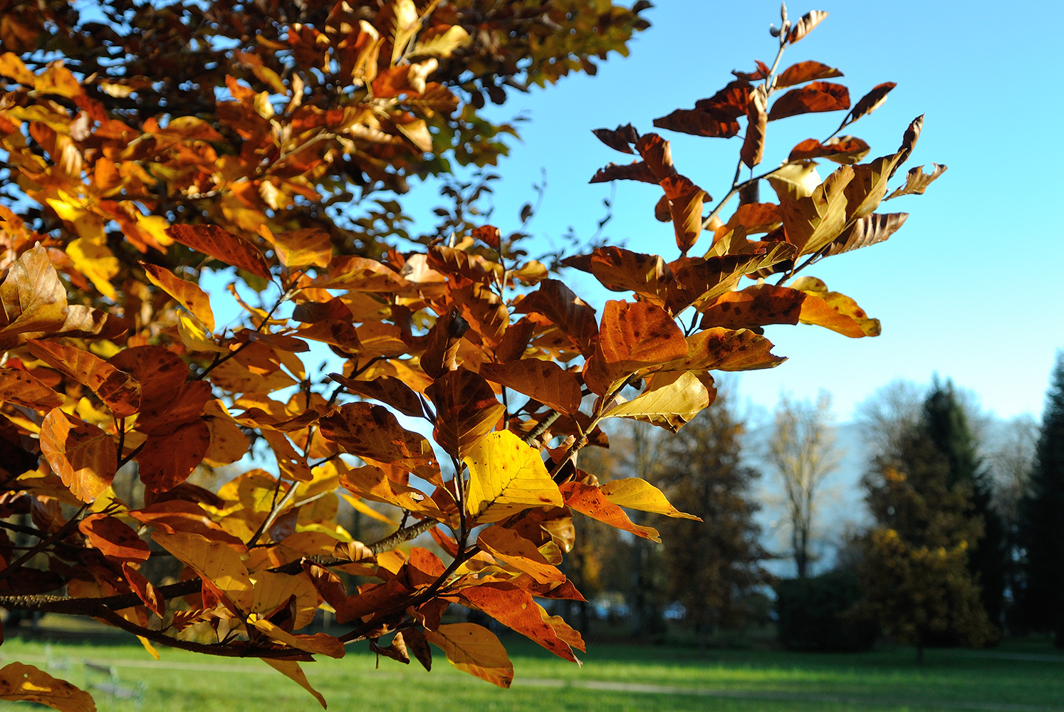 Herbststimmung im Warmbader Kurpark