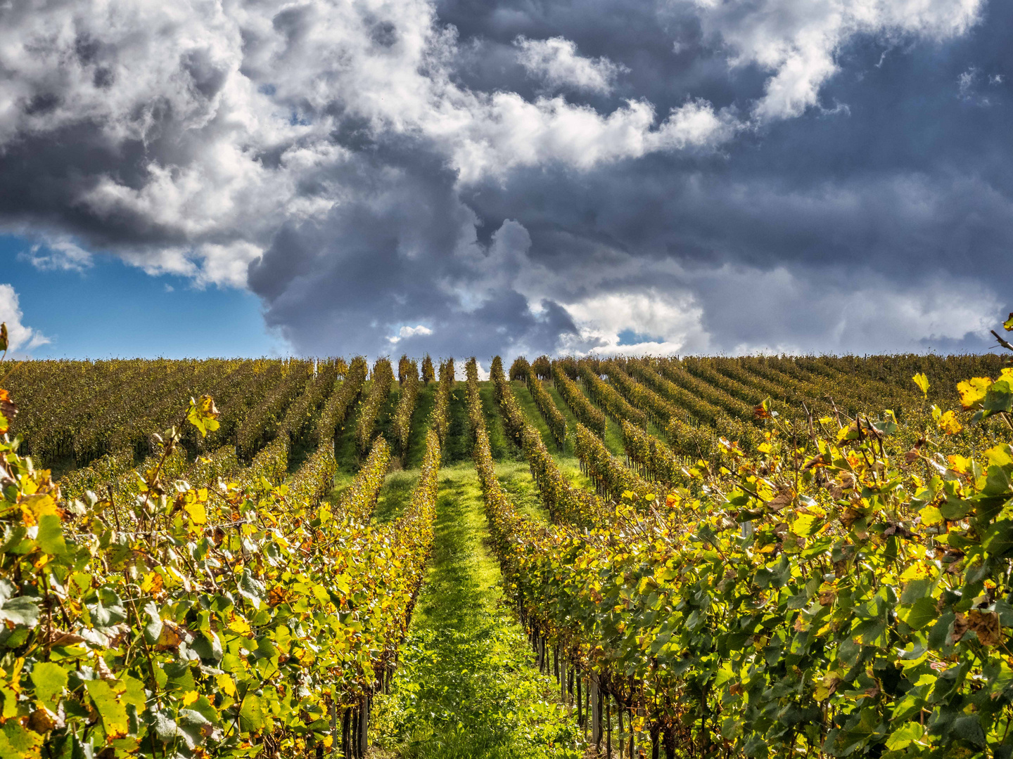 Herbststimmung im Weinberg