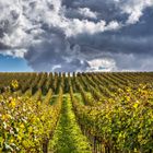 Herbststimmung im Weinberg