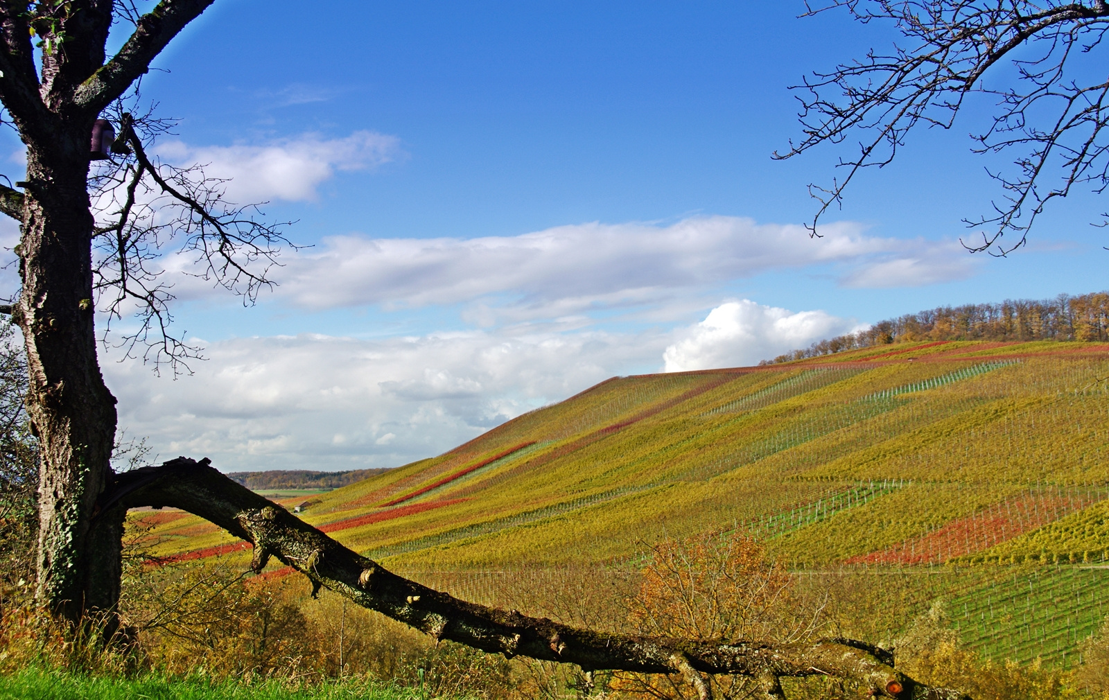 Herbststimmung im Weinberg