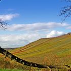 Herbststimmung im Weinberg