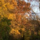 Herbststimmung im Weinviertel (AUT)