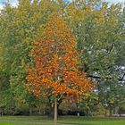 Herbststimmung im Westfalenpark Dortmund