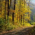 Herbststimmung im Wienerwald