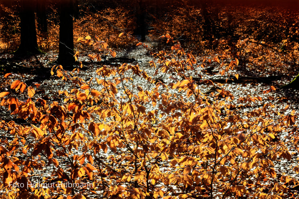 HERBSTSTIMMUNG IM WINTERWALD