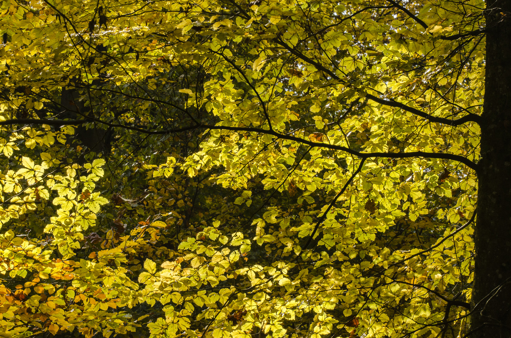 Herbststimmung im Zellinger Wald