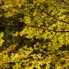 Herbststimmung im Zellinger Wald