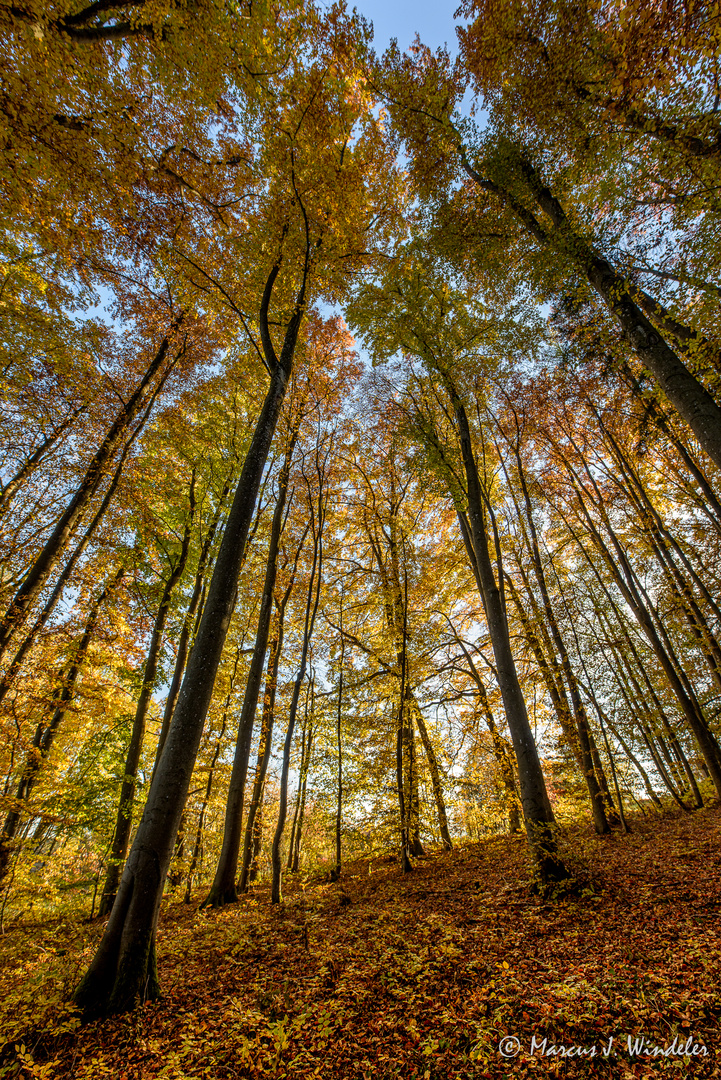 Herbststimmung in den Parsberger Wäldern