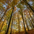 Herbststimmung in den Parsberger Wäldern