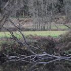 Herbststimmung in den Regenauen bei Blaibach