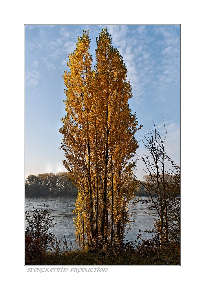 Herbststimmung in den Rheinauen