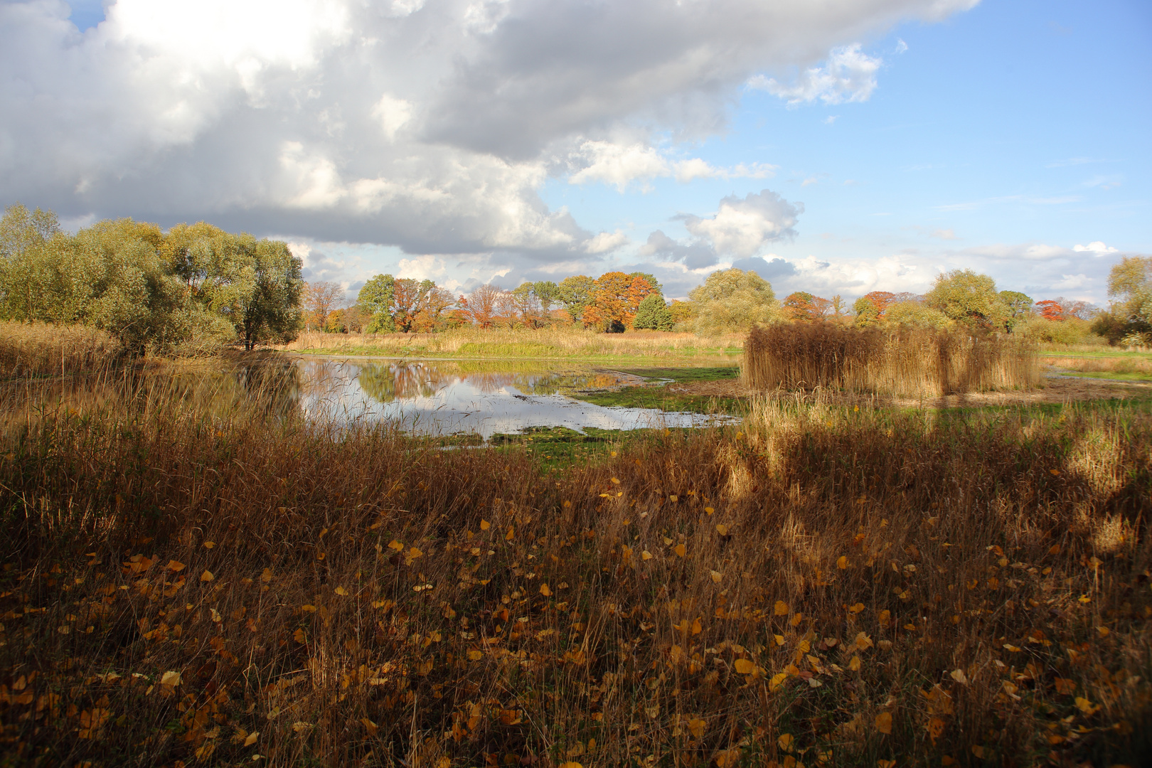 Herbststimmung in den Rieselfeldern