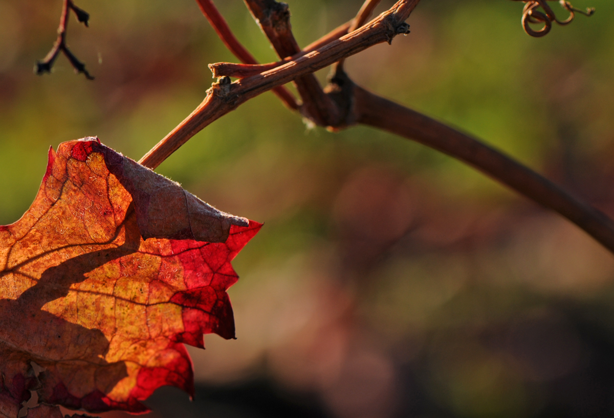 Herbststimmung in den Weinbergen