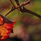 Herbststimmung in den Weinbergen