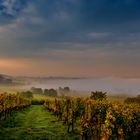 Herbststimmung in den Weinbergen 