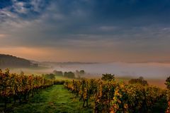 Herbststimmung in den Weinbergen 