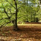 Herbststimmung in der Aue