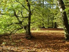 Herbststimmung in der Aue