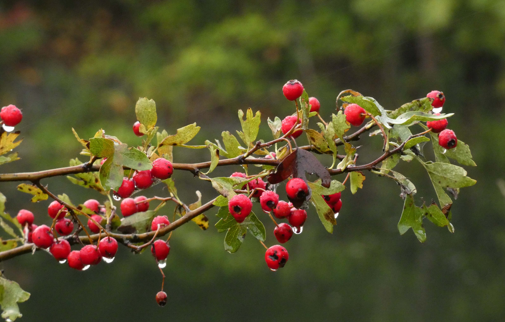 Herbststimmung in der Hammer Lippaue