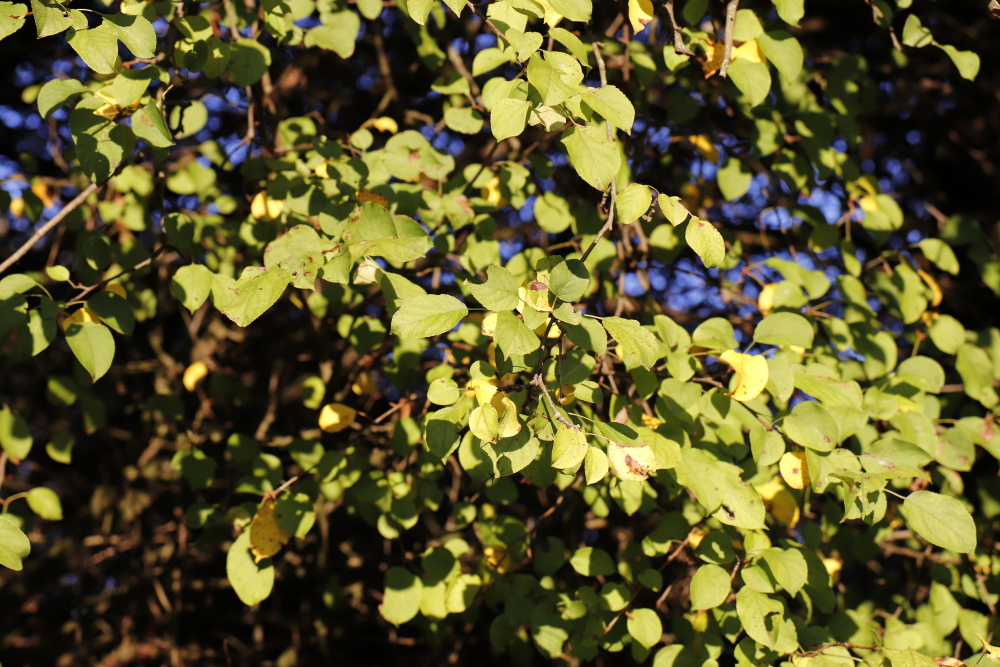 Herbststimmung in der Muldeaue - Bild 1 