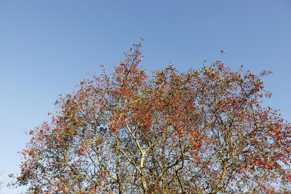 Herbststimmung in der Muldeaue - Bild 6