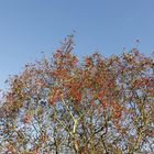 Herbststimmung in der Muldeaue - Bild 6