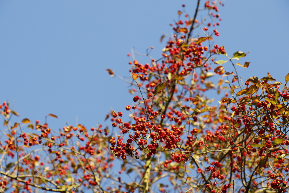 Herbststimmung in der Muldeaue - Bild 7