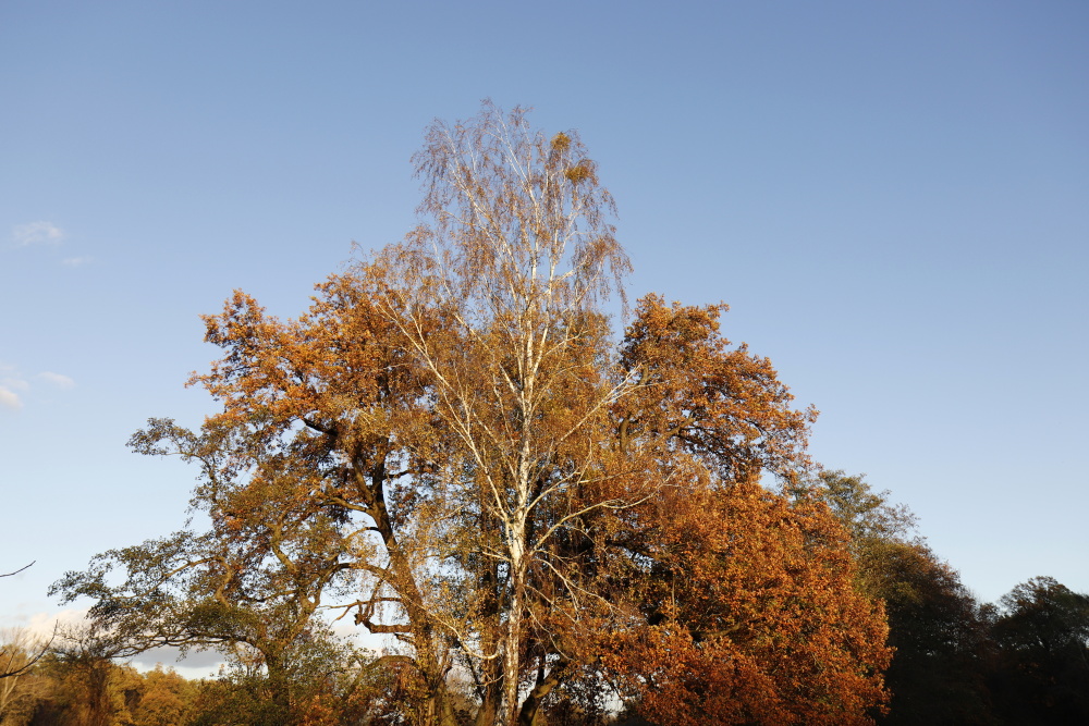 Herbststimmung in der Muldeaue - Bild 8