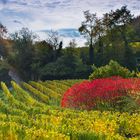 Herbststimmung in der Pfalz