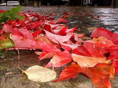 Herbststimmung in der Stadt