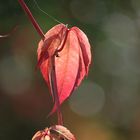 Herbststimmung in der Wetterau