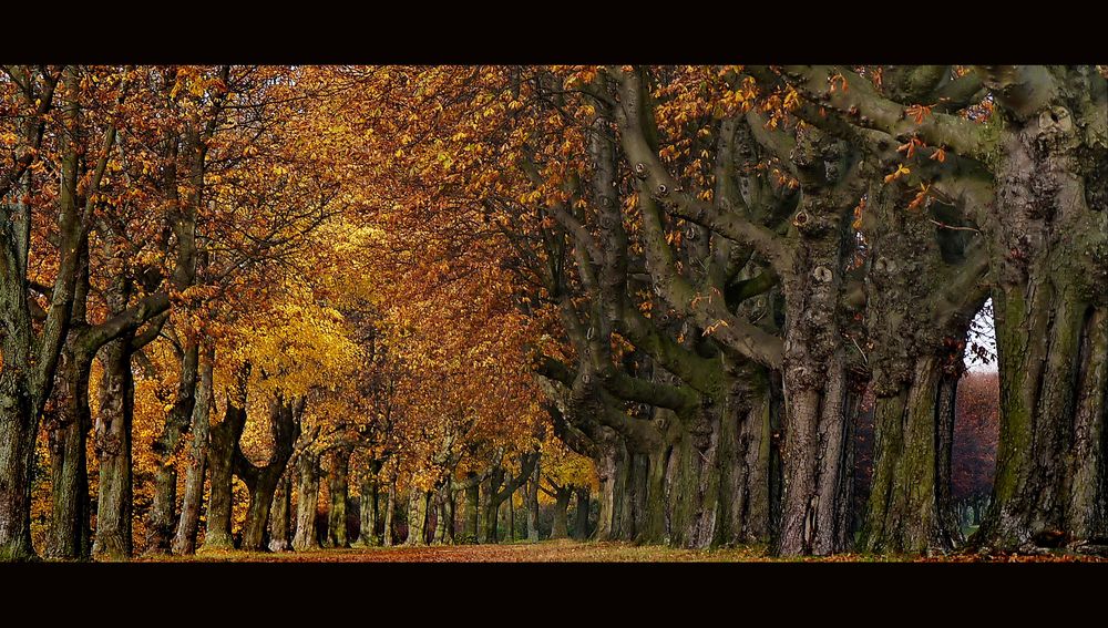 Herbststimmung in Grimlinghausen am Rhein