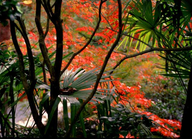 Herbststimmung in Kyoto